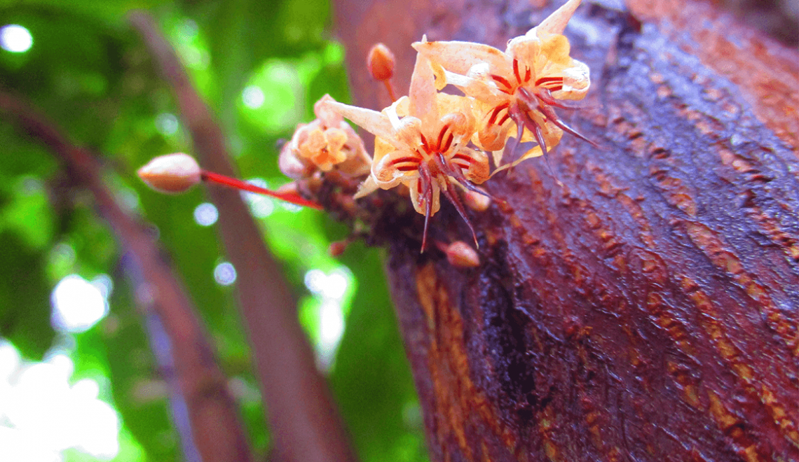 salon-chocolatiers_actu_chocolat-sao-tome