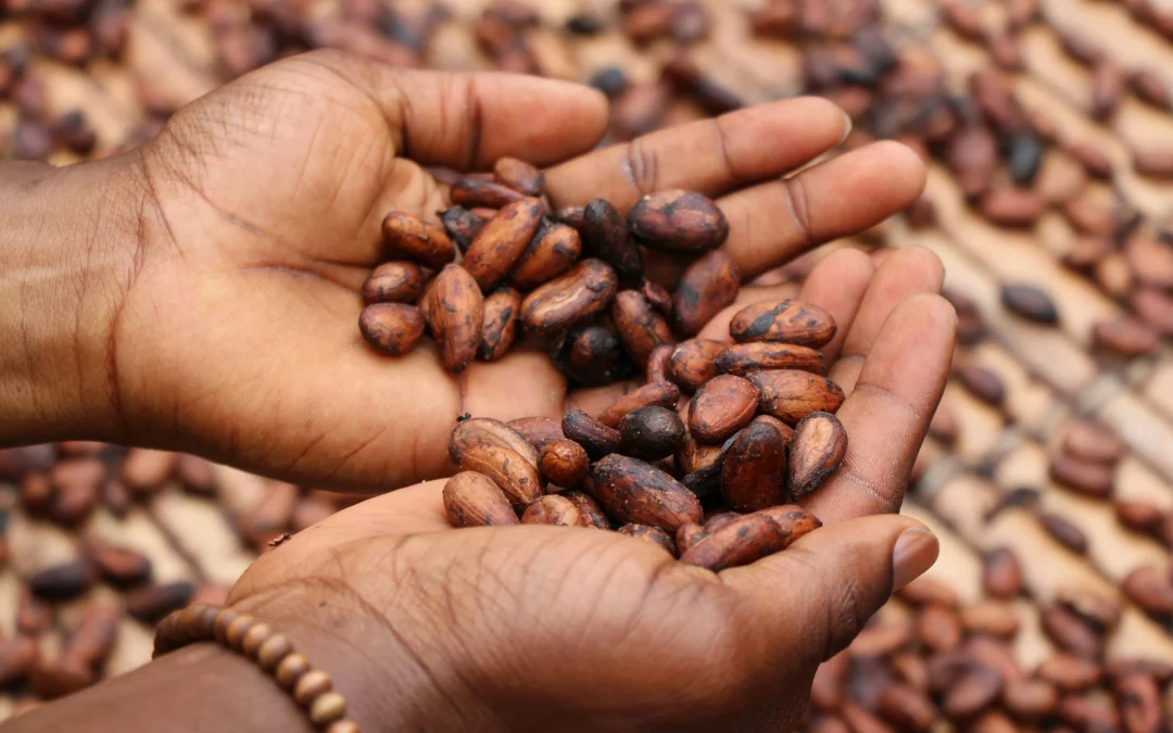 production du cacao et ecologie