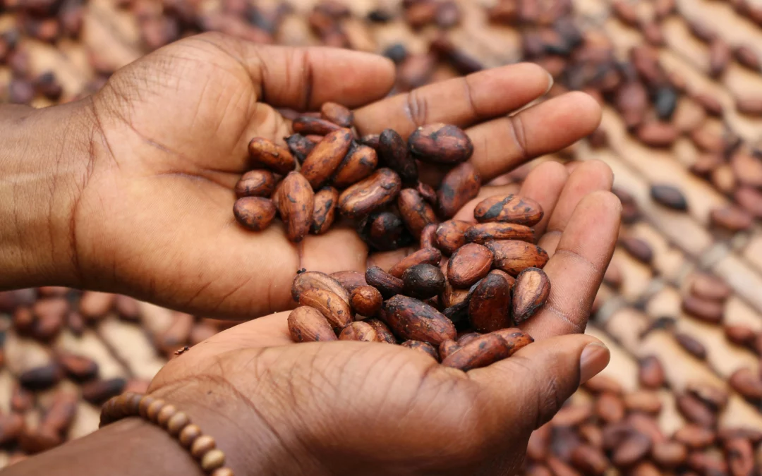 Production du Cacao et Écologie 