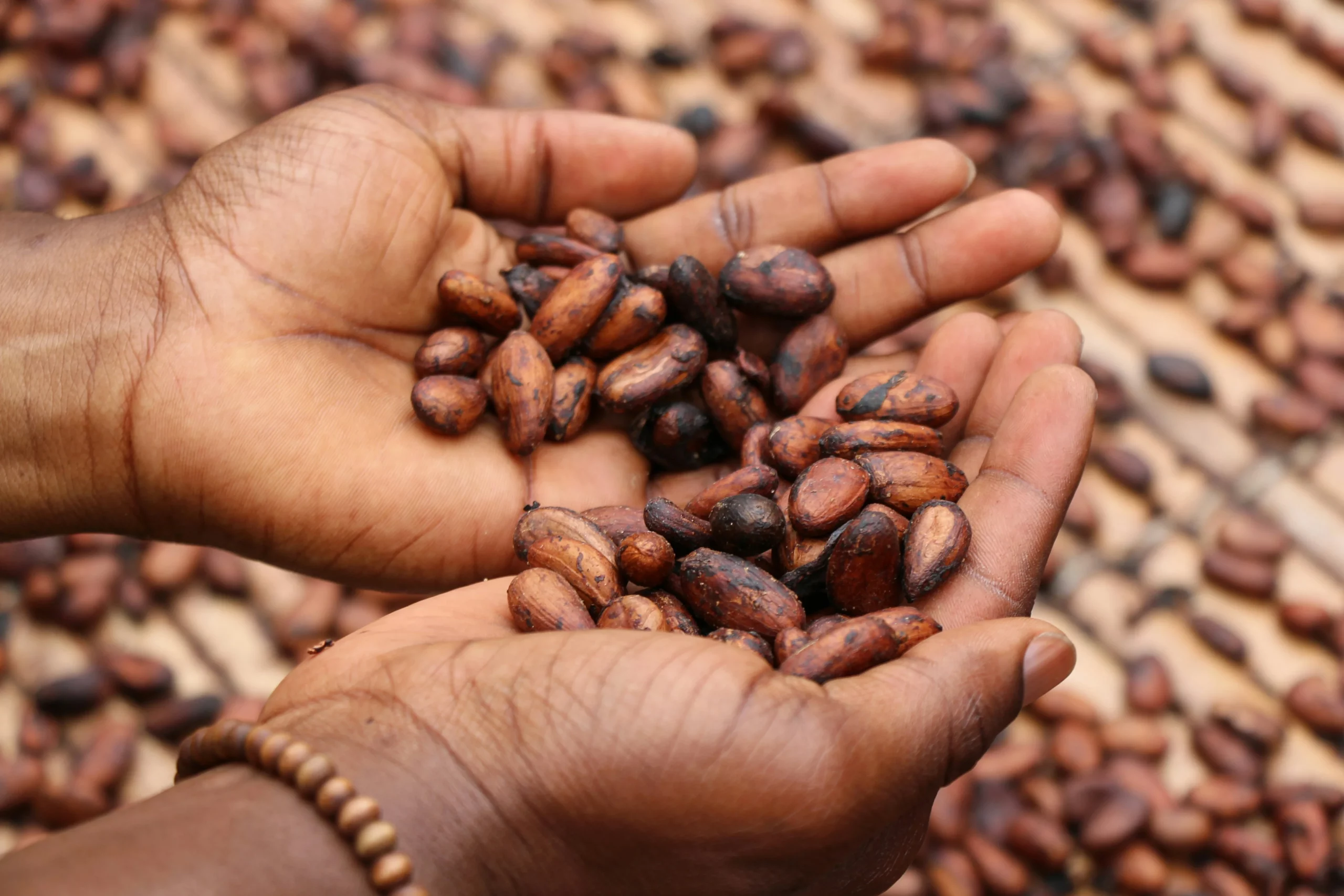 production du cacao et ecologie